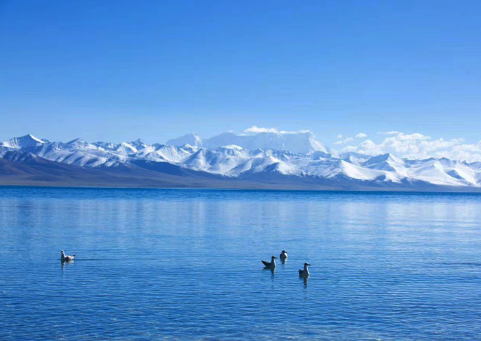 西藏冬季觀鳥8大勝地