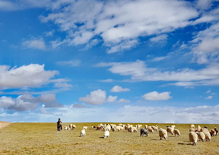 羌塘草原的藏族遊牧民族