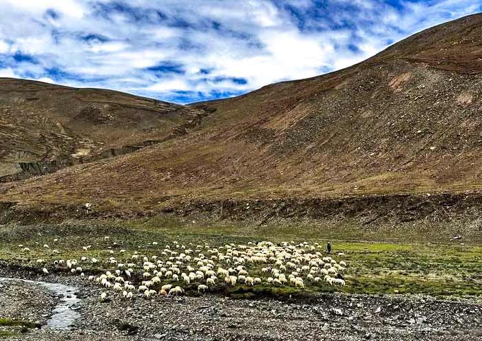 沿途的羊群