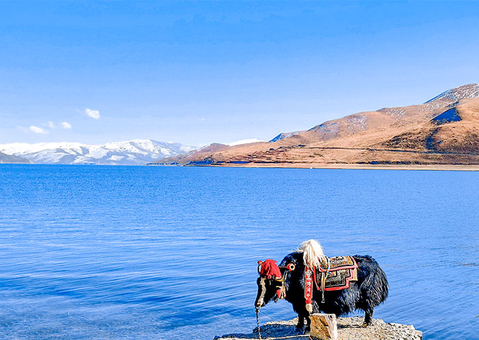 西藏羊卓雍湖的犛牛